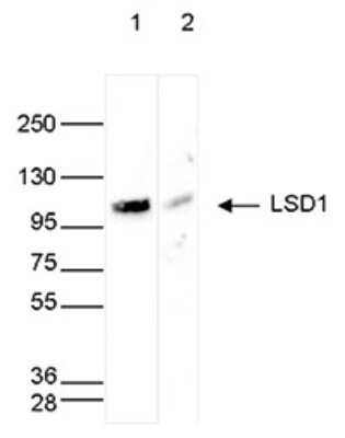 Western Blot: LSD1 Antibody [NBP3-18670]